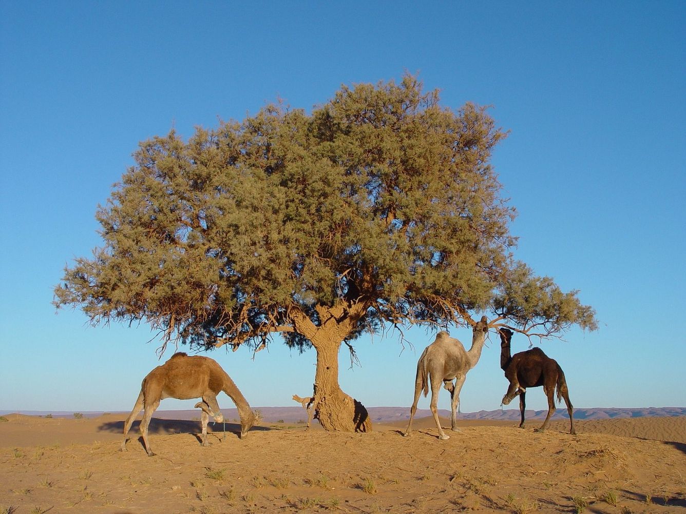 🌳 AI hittar miljarder träd i Sahara