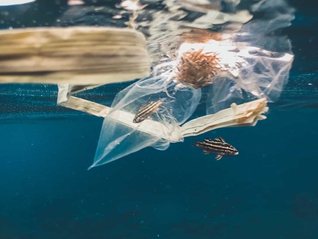 🌊 Plastfiber i haven visar sig vara till stor del naturliga fibrer