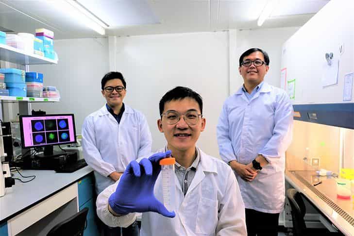 📥  En trojansk häst med nanopartiklar slår ut cancerceller