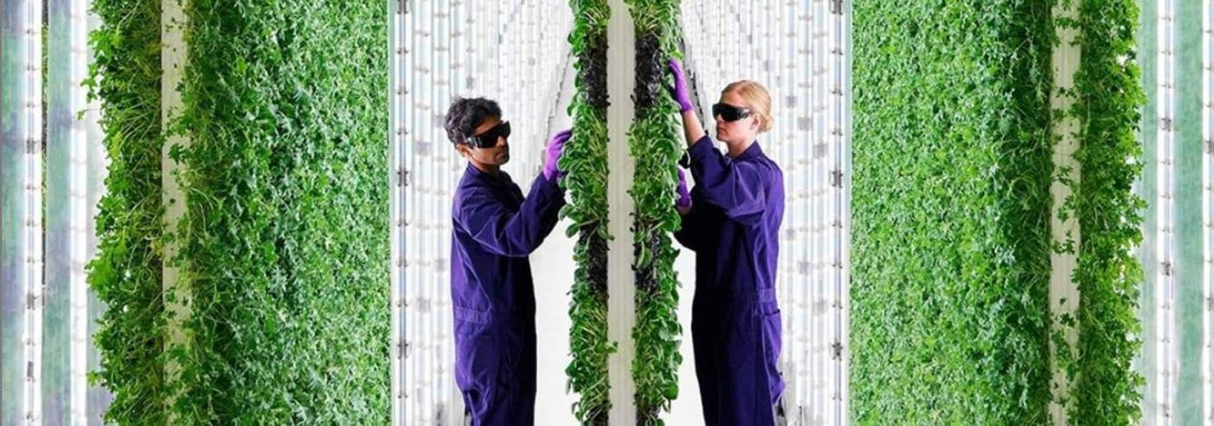 🥬 Vertikala trädgårdar driver jordbrukets framtid mot skyn