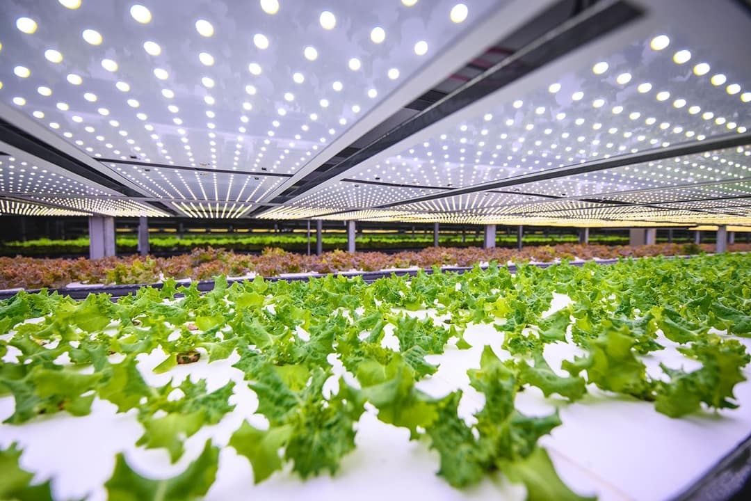 🥗 Danmark bygger Europas största vertikala odling