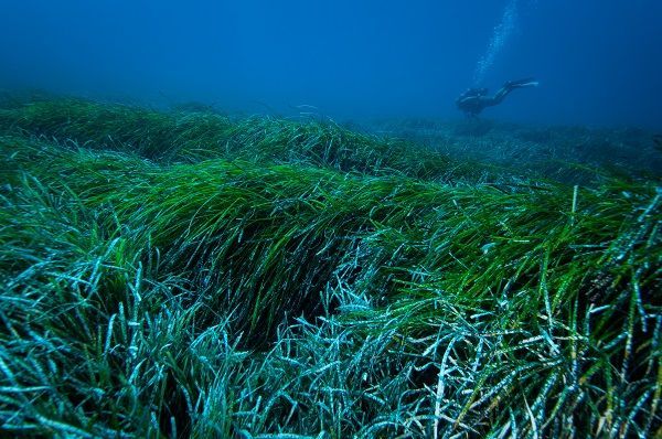 🌿 Sjögräs kan hjälpa oss att bli av med plastpartiklar i havet