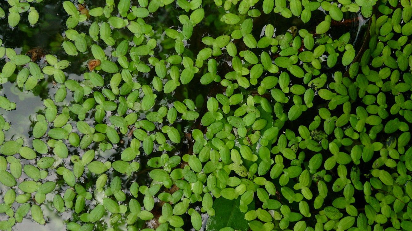 🌱 Enkel supersnabb växt kan hjälpa i kampen mot klimatförändringar och matbrist