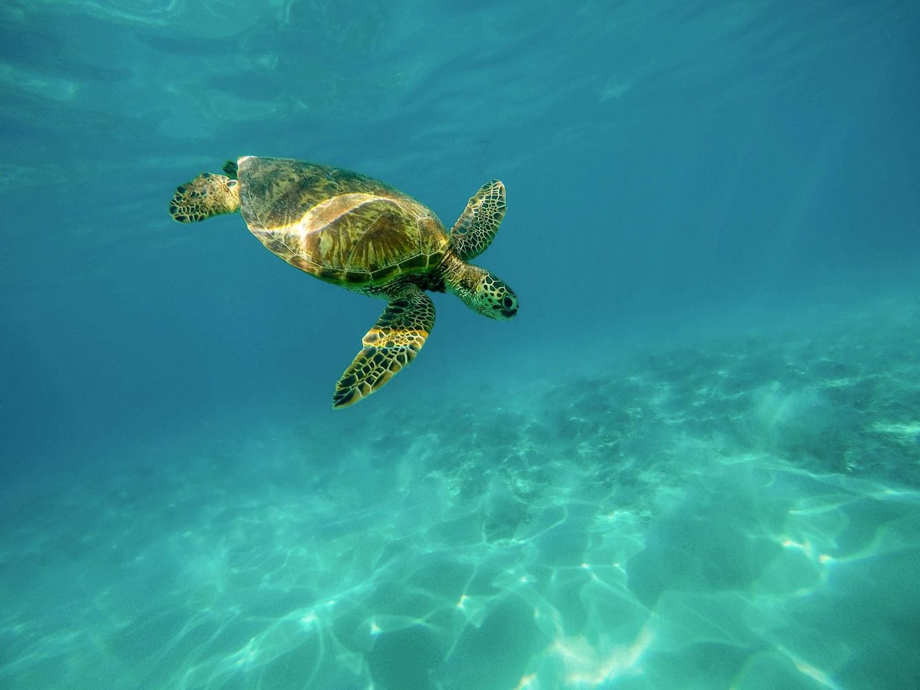 🐢 Majonnäs räddar sköldpaddor som hamnat i oljeutsläpp