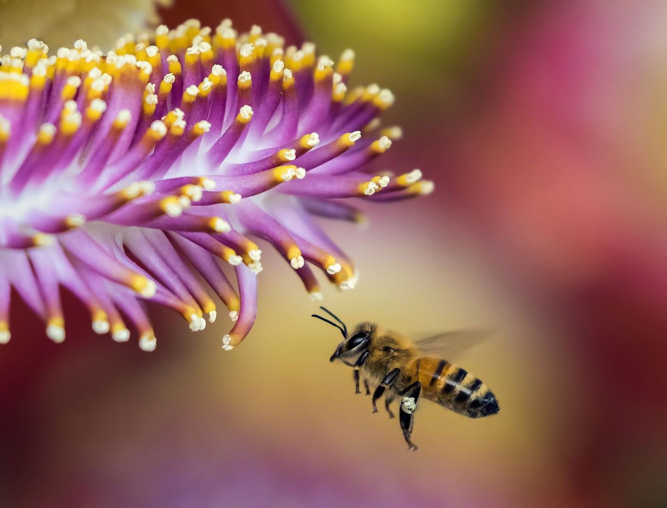 🐝 Fler bin ger färre skogsbränder i regnskogen