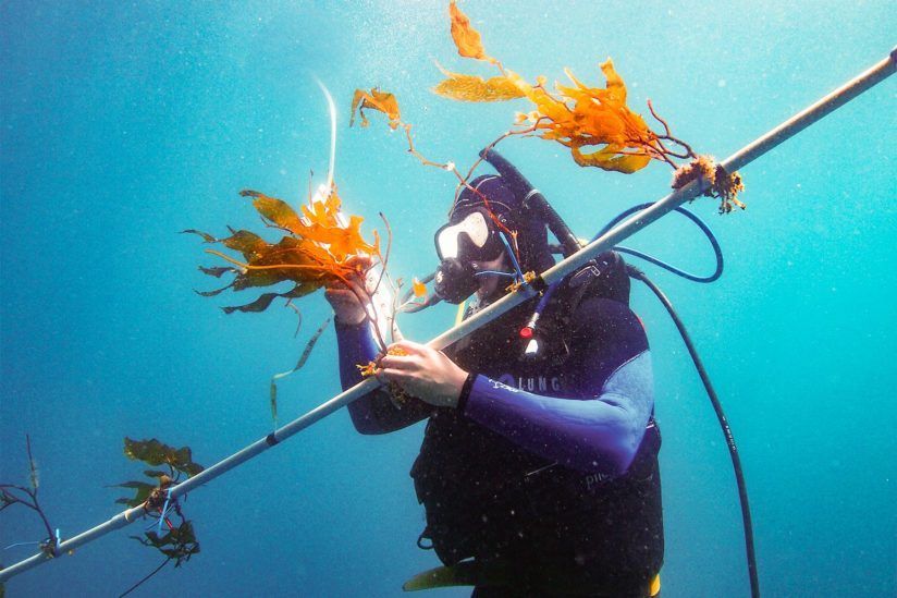 🌱 Kelp växer snabbare med hjälp av en hiss