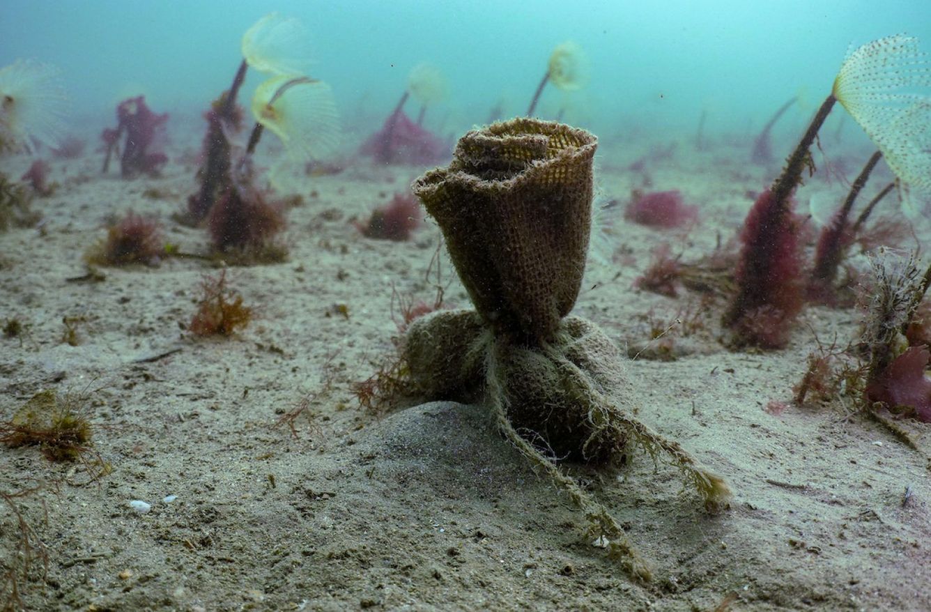 🌿 England startar sitt största restaureringsprojekt för sjögräs