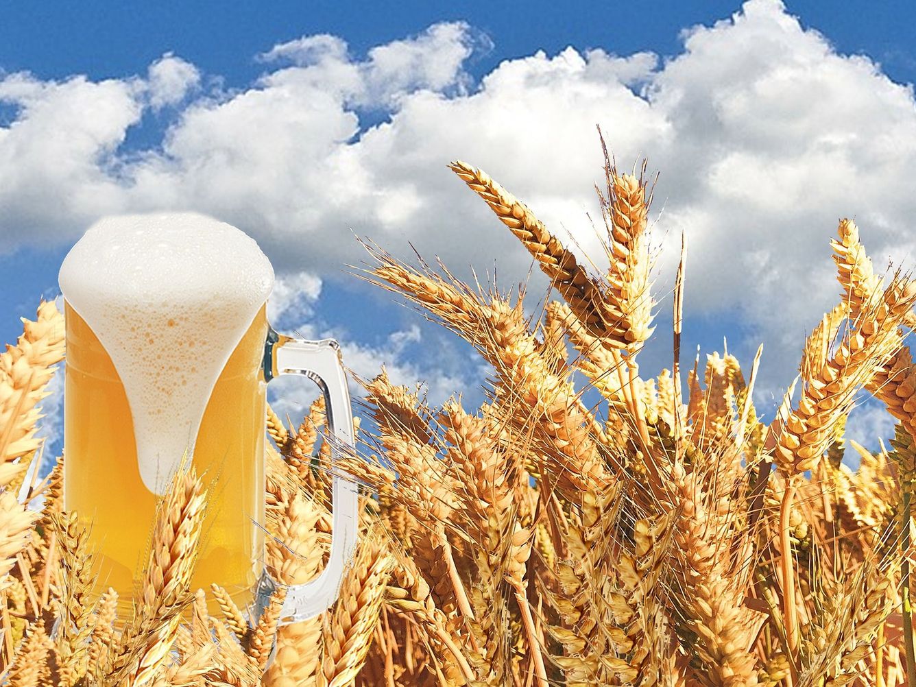 🍺 Restprodukter efter ölbryggning kan bli biobränsle
