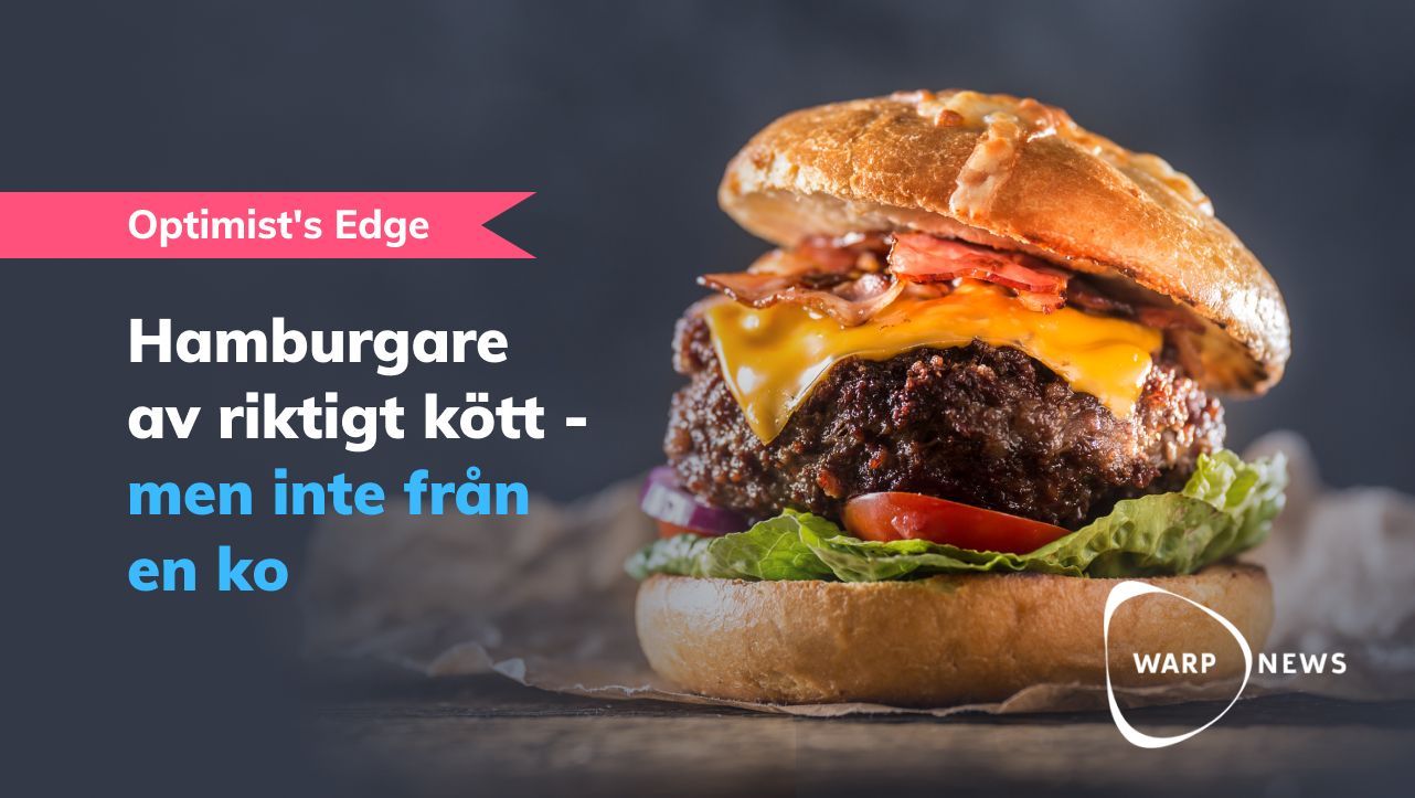 💡 Optimist's Edge: Cellodlade hamburgare kommer bli billigare än ko-odlade hamburgare