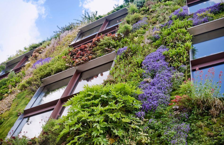 🌿🏙 Gröna fasader kan göra städer svalare