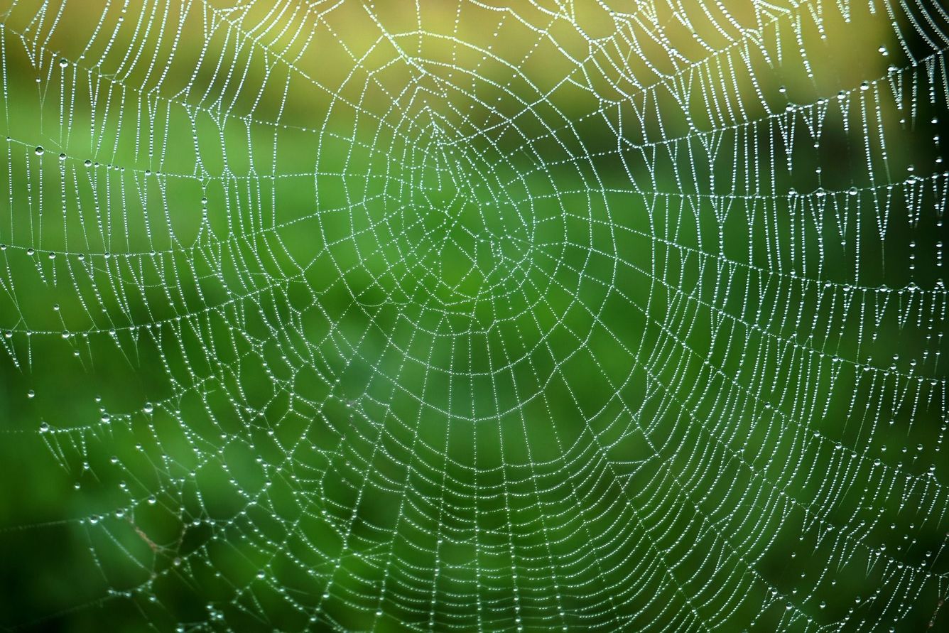 🕷 Forskare vill producera spindeltråd i industriell skala