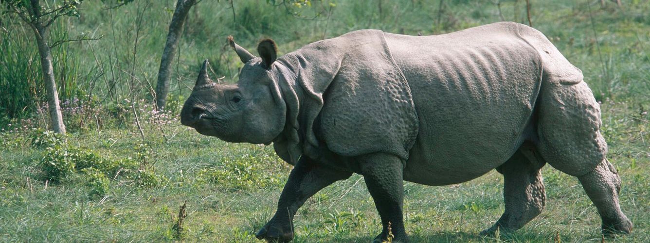 🦏 Den indiska noshörningen har ökat från 100 individer till 3 700