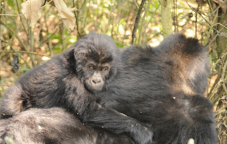 🦍 Nytt hopp för gorillorna i Kongo
