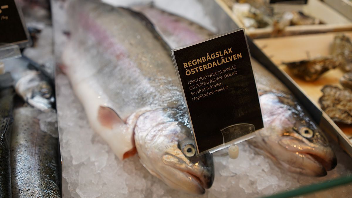 🐟 Insektfoder gör odlad lax mer hållbar