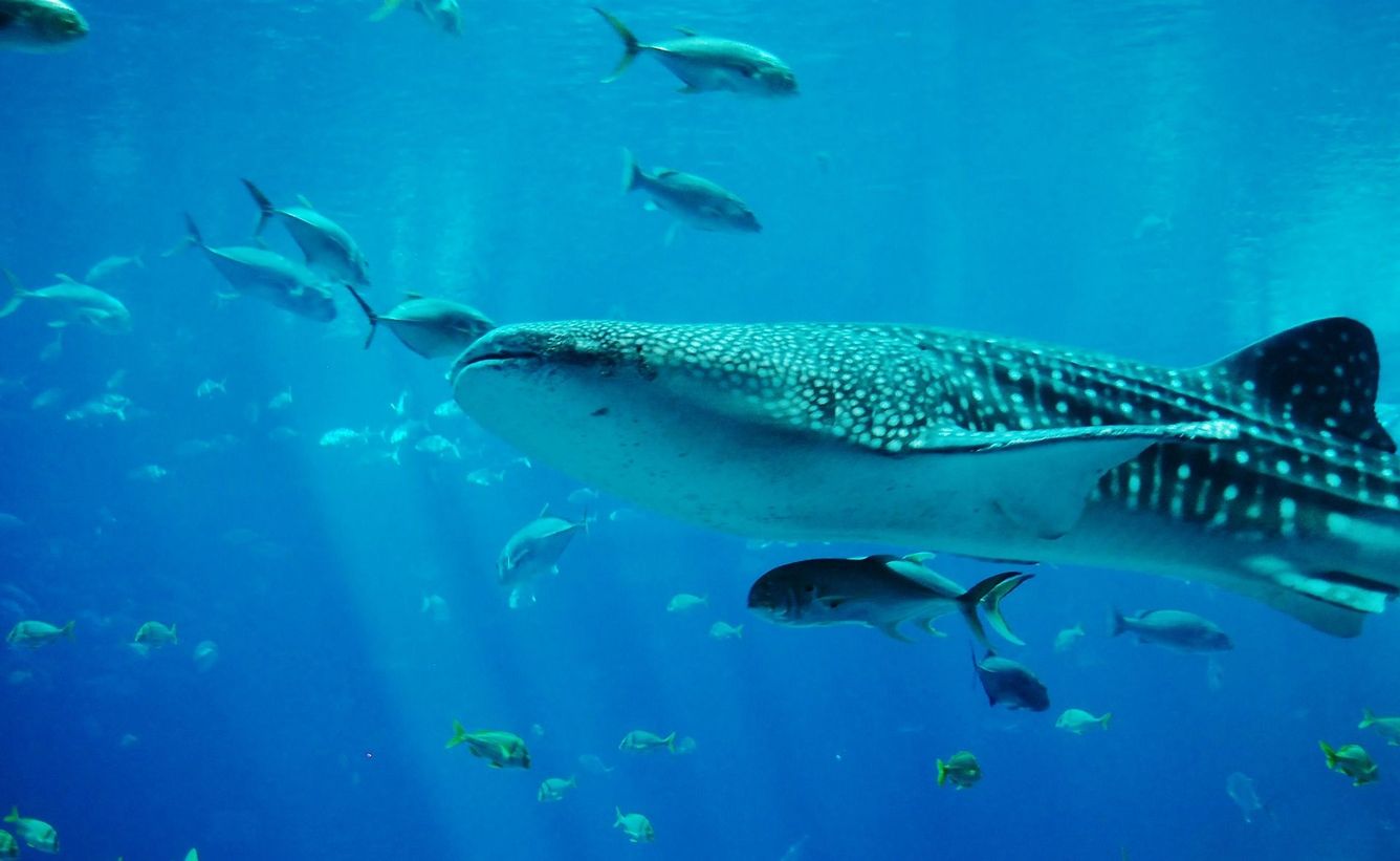 🦈 ”Havsmotorväg” för hotat havsliv blir naturreservat
