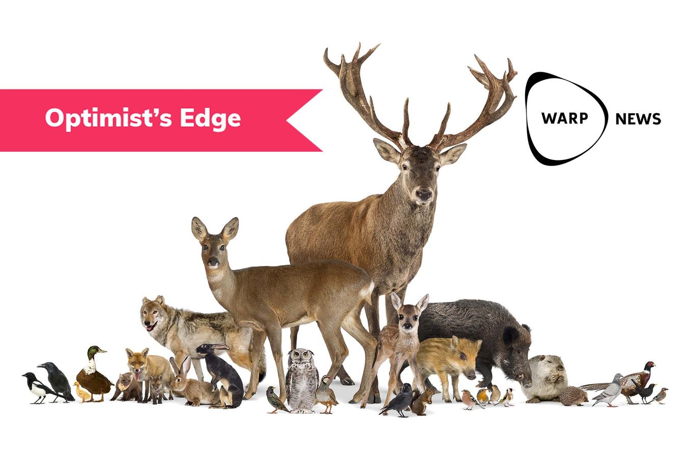 💡 Optimist's Edge: De vilda djurens återkomst