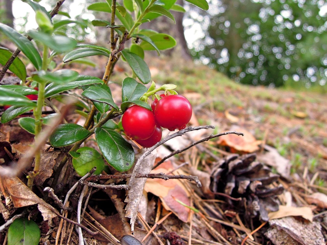 🍒 Laserskanning visar var du hittar mest lingon och blåbär i skogen