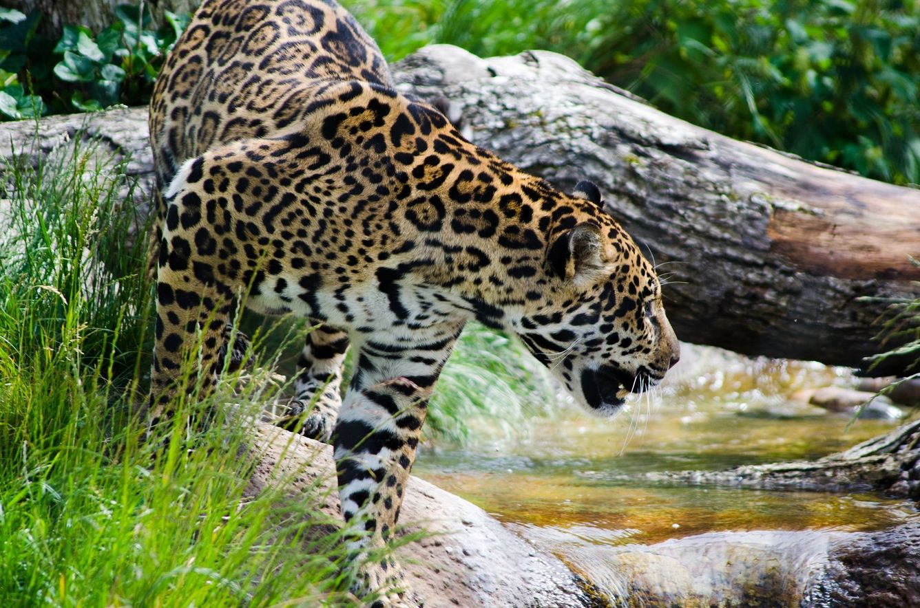 🐆 20 procent fler jaguarer i Mexiko