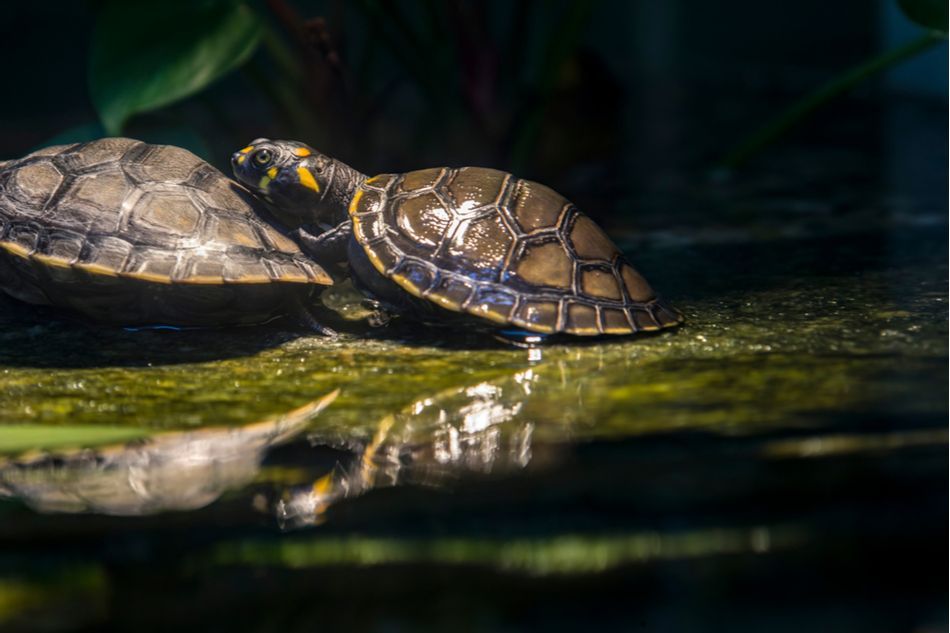 🐢 Naturvårdare släpper ut en miljon sköldpaddsungar i naturen
