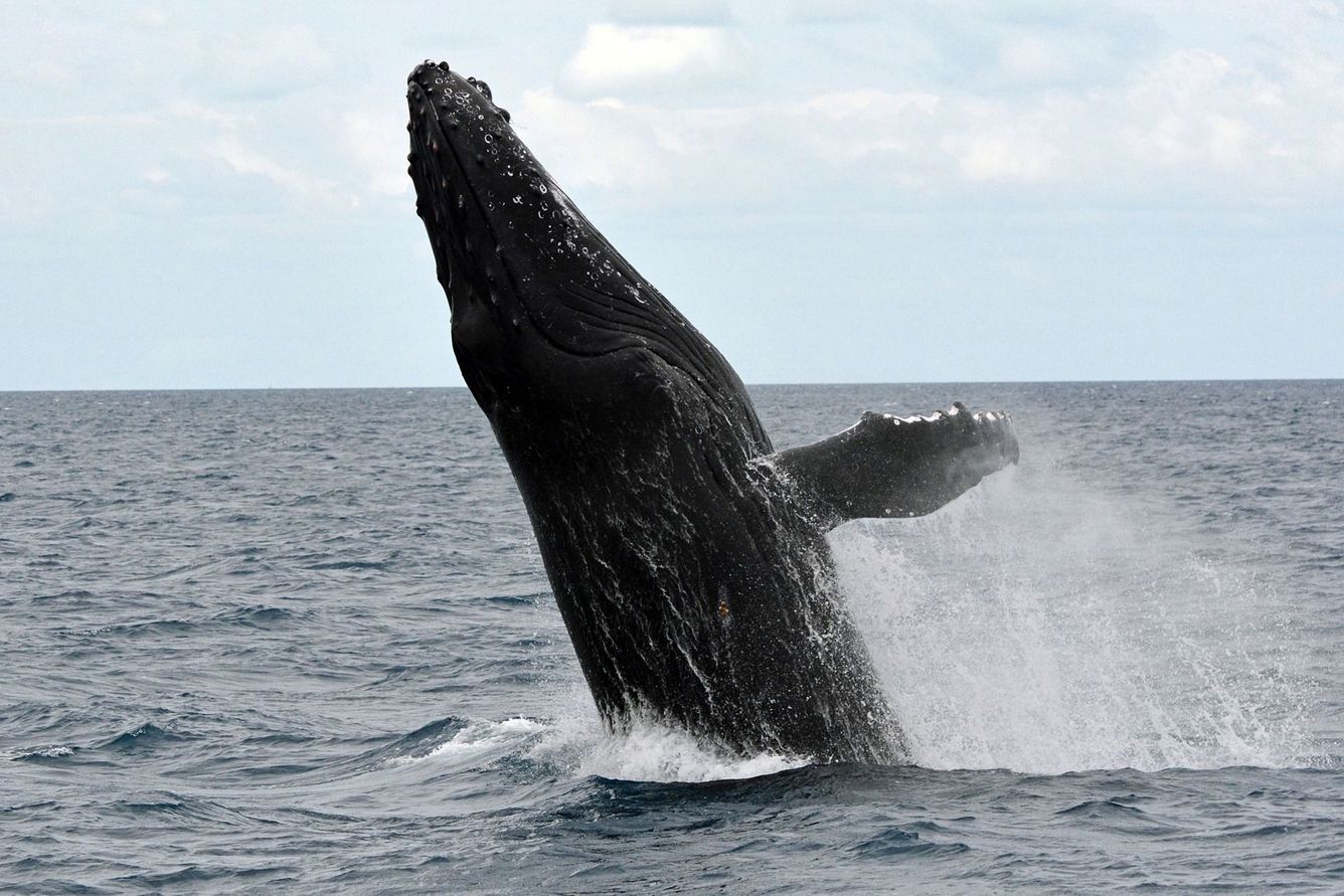 🐳 Knölvalen är inte längre en hotad art runt Australiens kuster