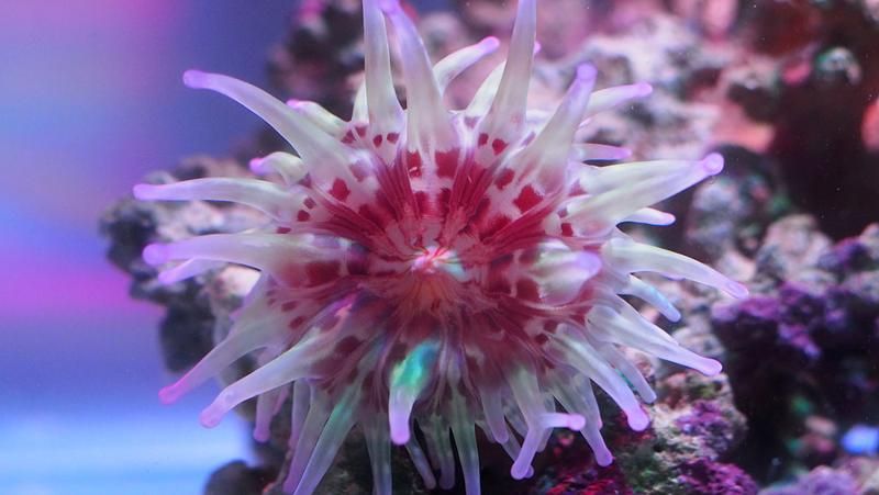 💊 Giftig havsanemon kan ge nya läkemedel