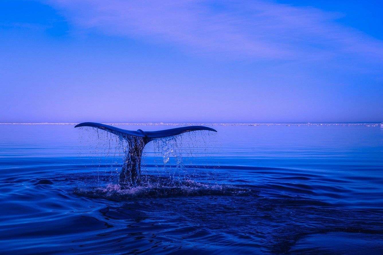 🐳 Island kan stoppa all valjakt 2024