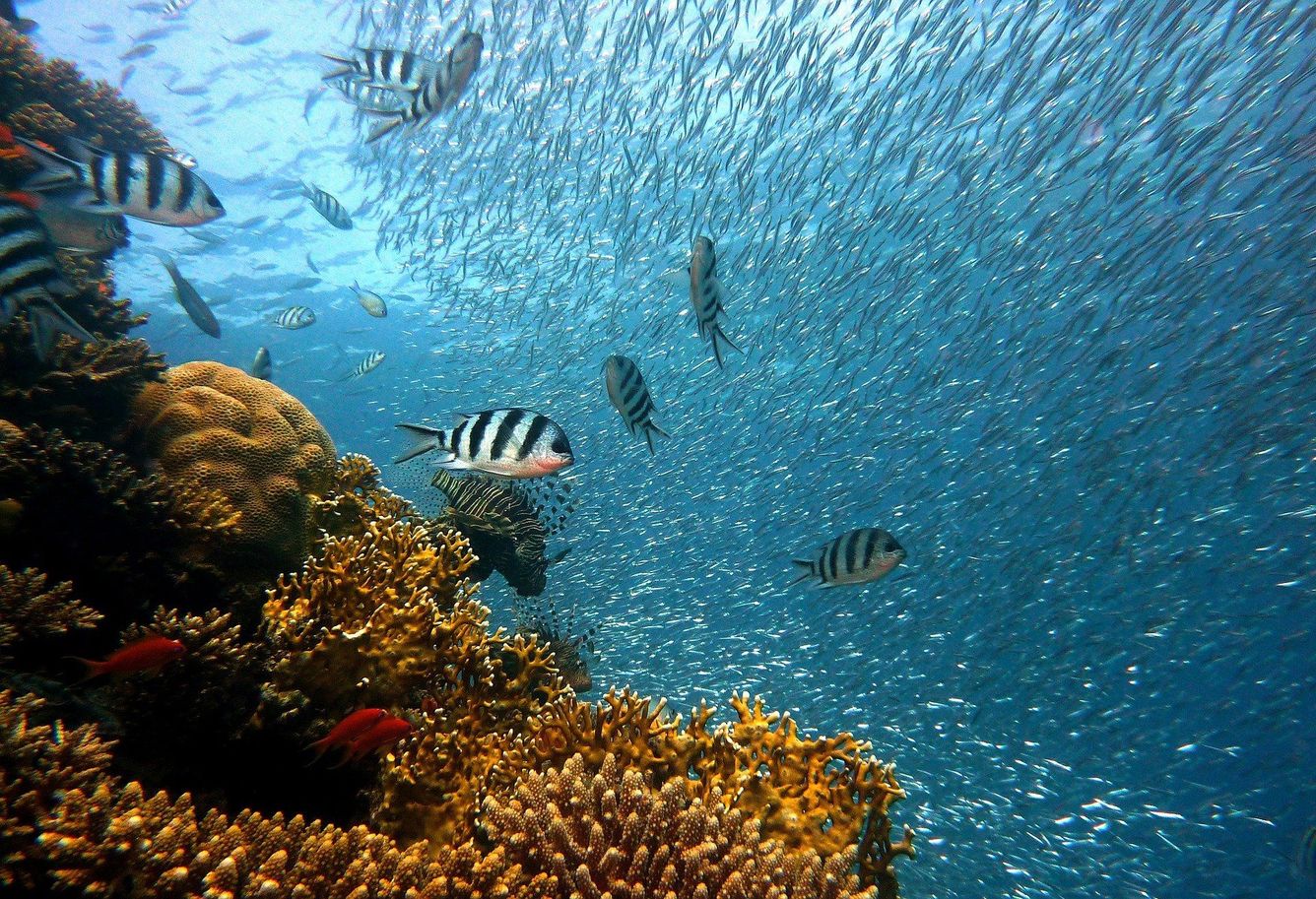 🐠 Värmetåliga koraller ger nytt hopp för korallreven