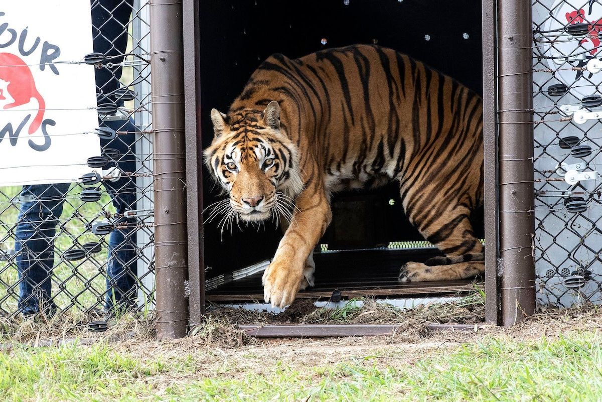 🎪 Reservat tar emot räddade cirkusdjur