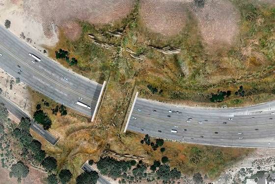 🐾 Världens största "ekodukt" hjälper djur över motorvägen