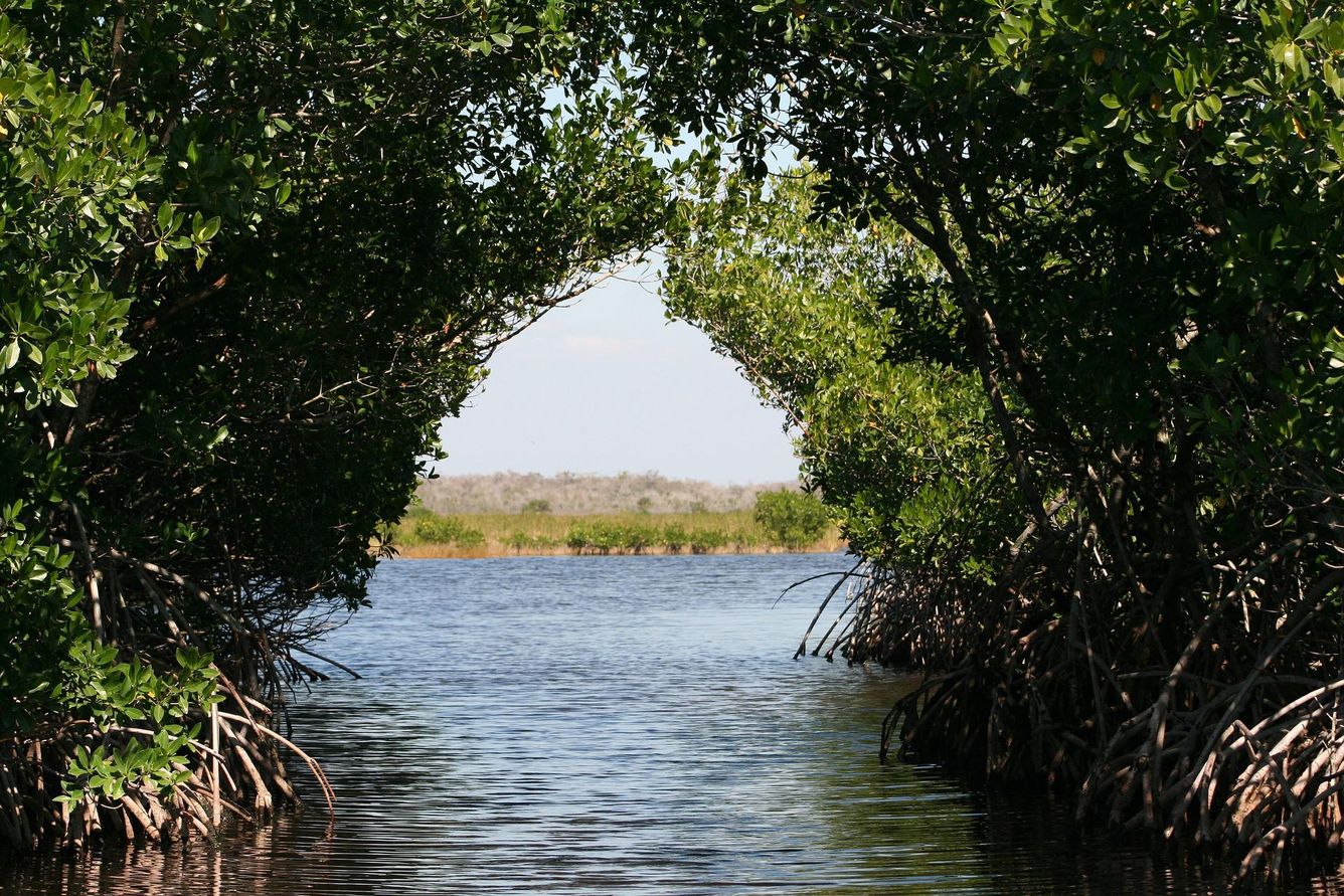 🍃 Lönsamt att återskapa mangroveskog