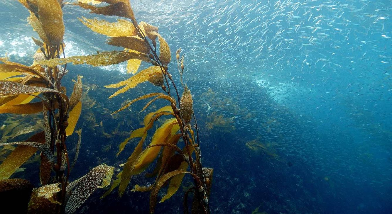 🌿 Kelp växer med oanad hastighet