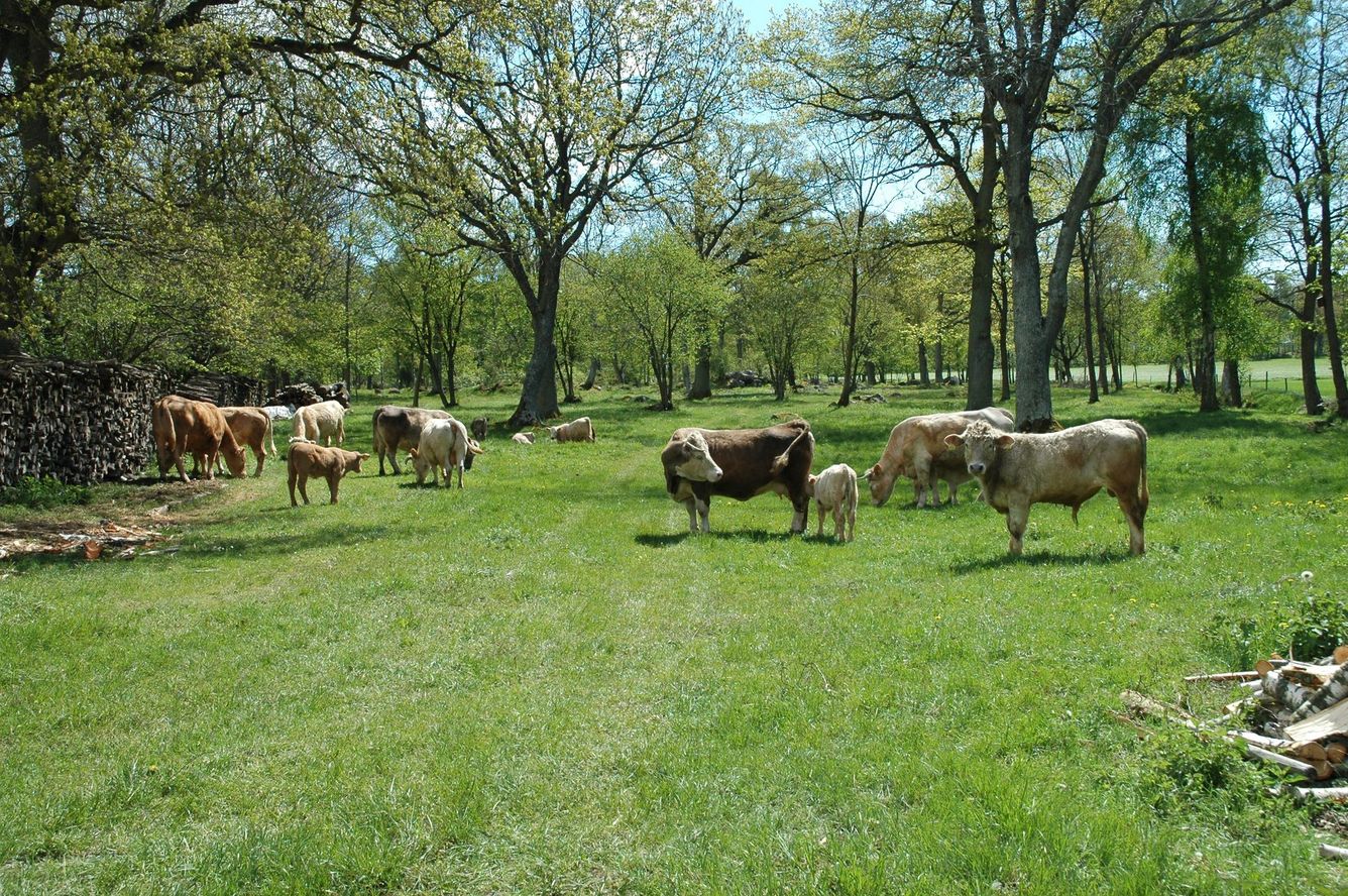 🐄 Lantbruksåterförvildande är bra för alla inblandade