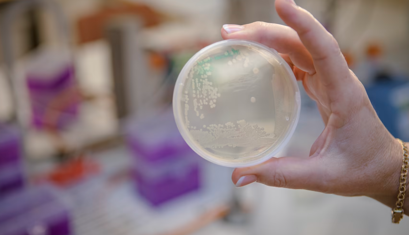 🧫 Ny typ av antibiotika dödar multiresistenta bakterier