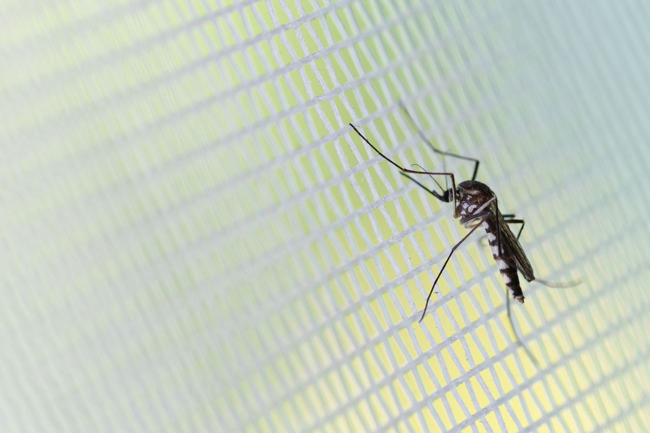 🦟 Nytt sorts myggnät får WHO:s godkännande i kampen mot malariamyggor