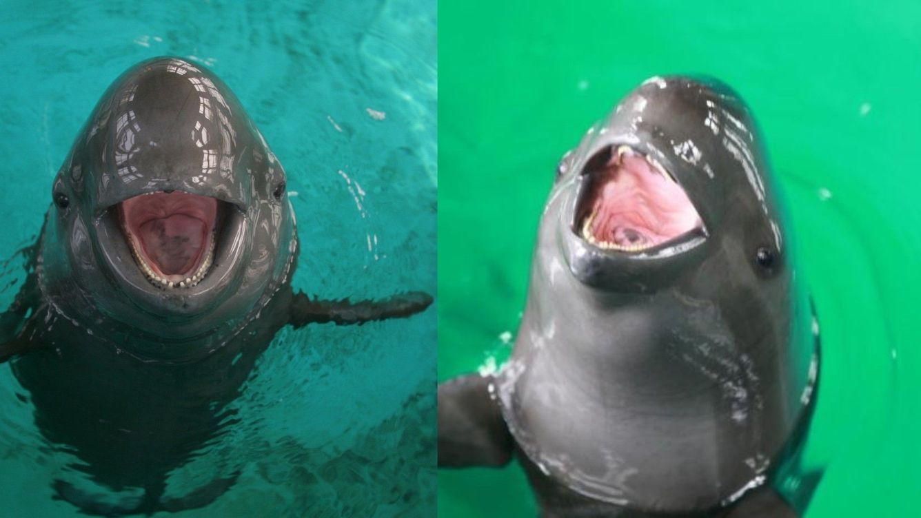 🐬 Utrotningshotad tumlare på väg mot återhämtning