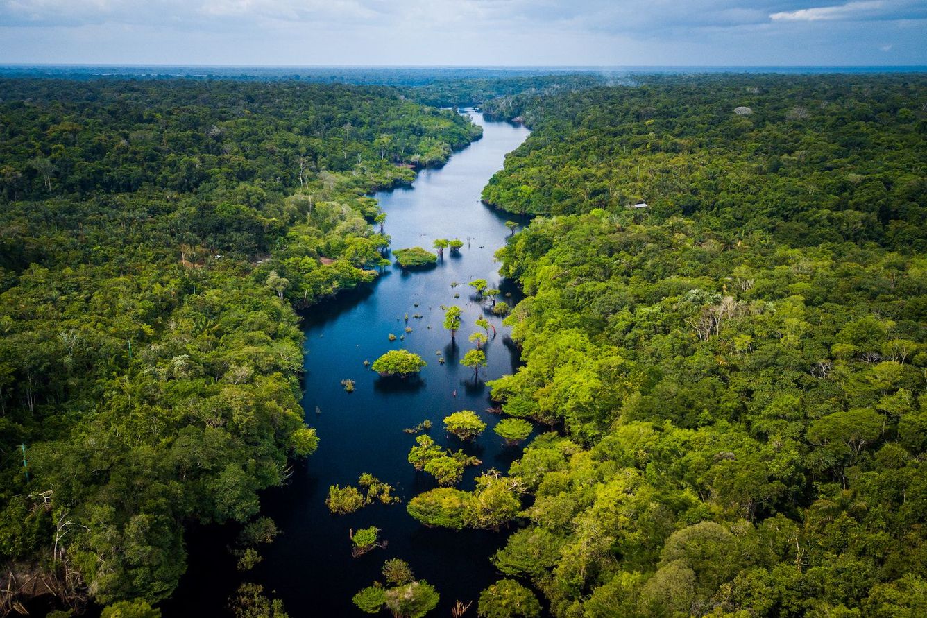 🌳 Avskogningen i Amazonas har minskat med en tredjedel