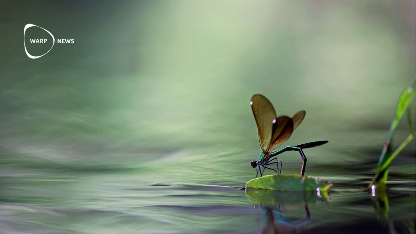 🦋 Ökad mångfald av insekter i Englands floder - högsta på 30 år