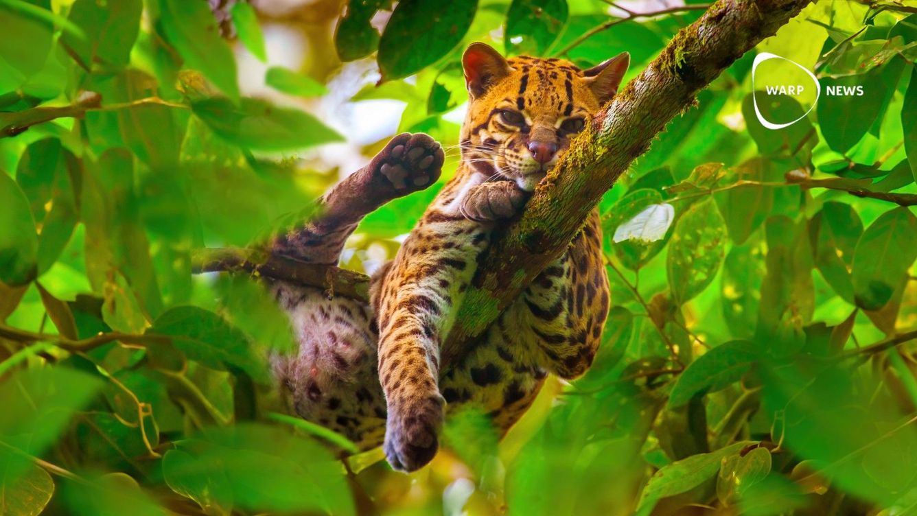 🌳 Ecuadors skogar återhämtar sig – och AI hjälper till att övervaka skogens hälsa