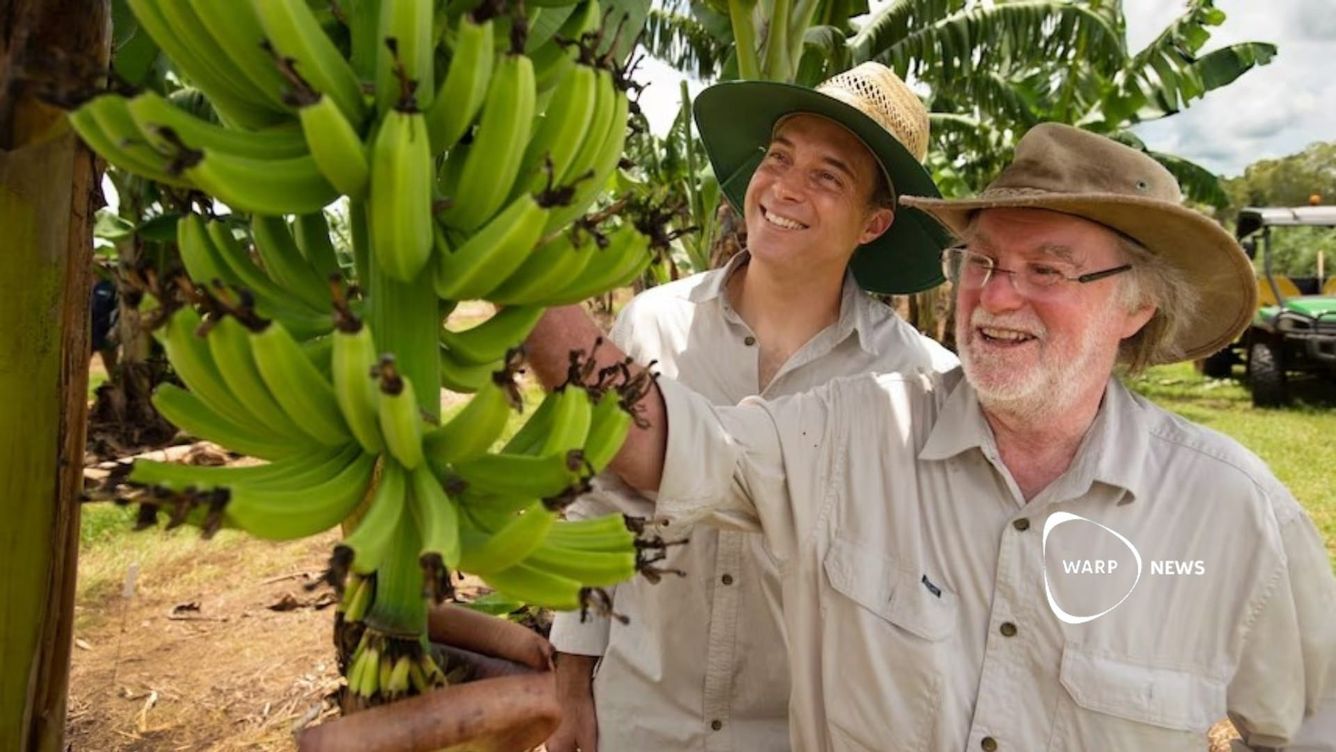 🍌 Genetiskt modifierad banan motståndskraftig mot panamasjuka godkänd för konsumtion i Australien
