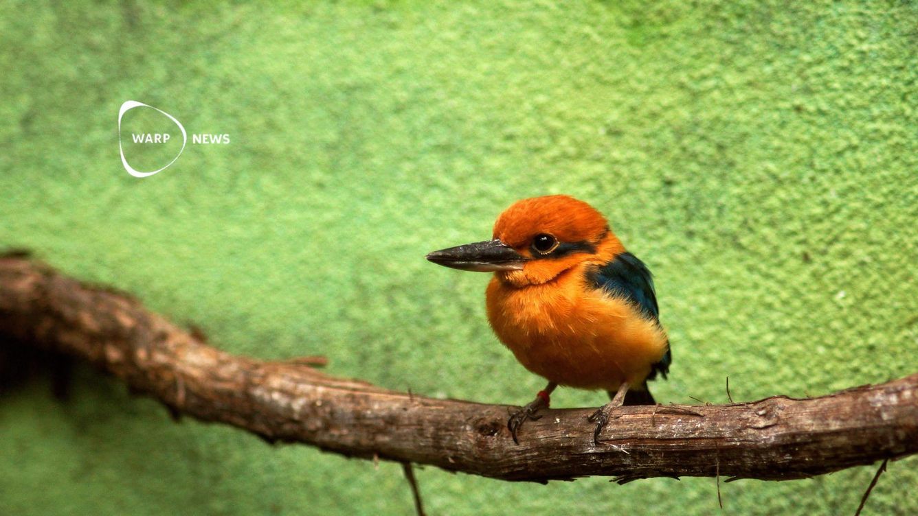 🐦 Guamkungsfiskaren kan snart vara fri i naturen efter 30 års frånvaro