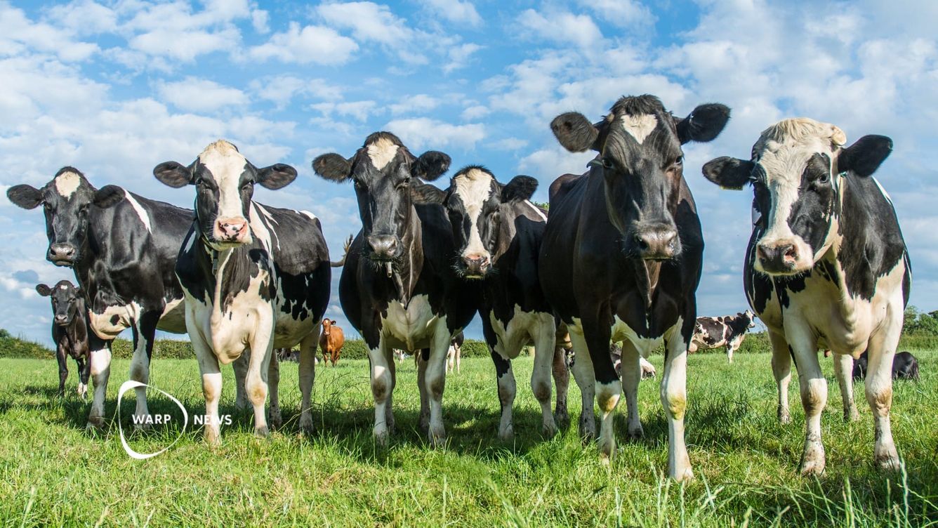 🥛 Genmodifierade kor kan producera mjölk med insulin i