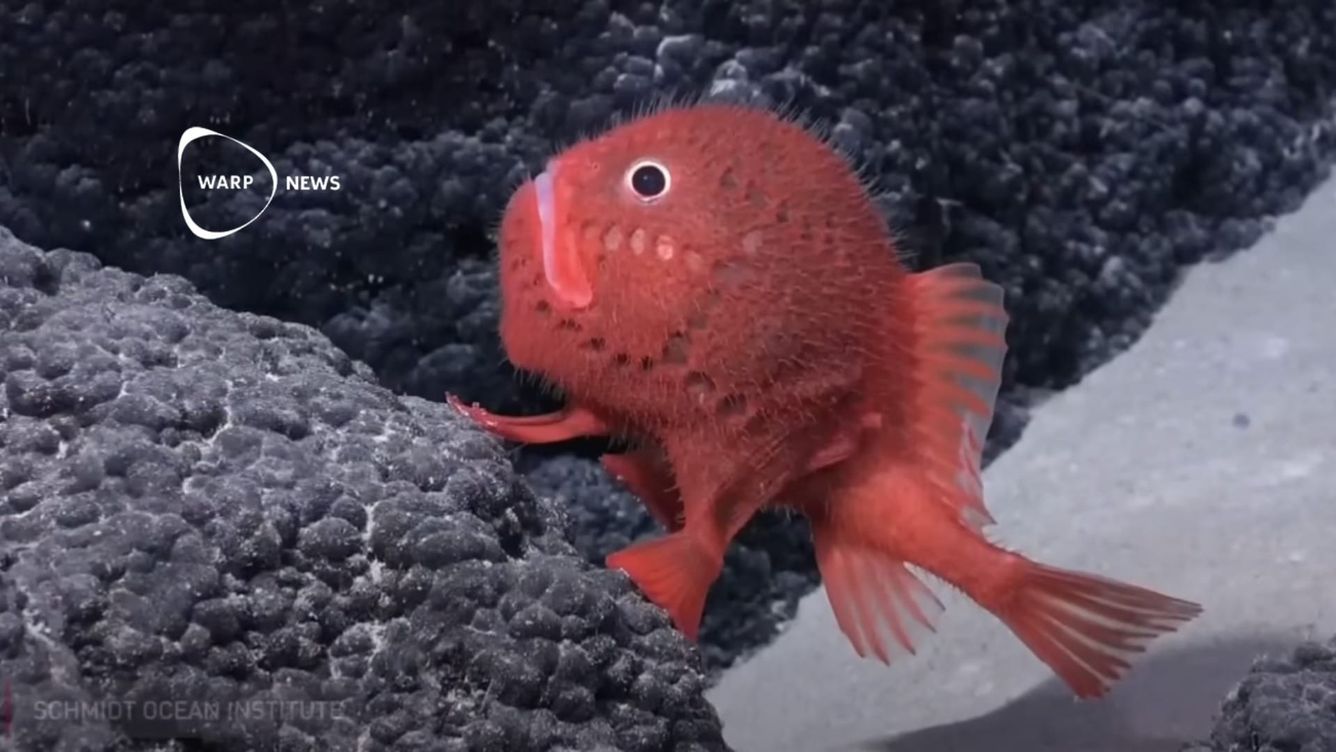 🦑 Hundra nya arter har upptäckts vid Chiles kust