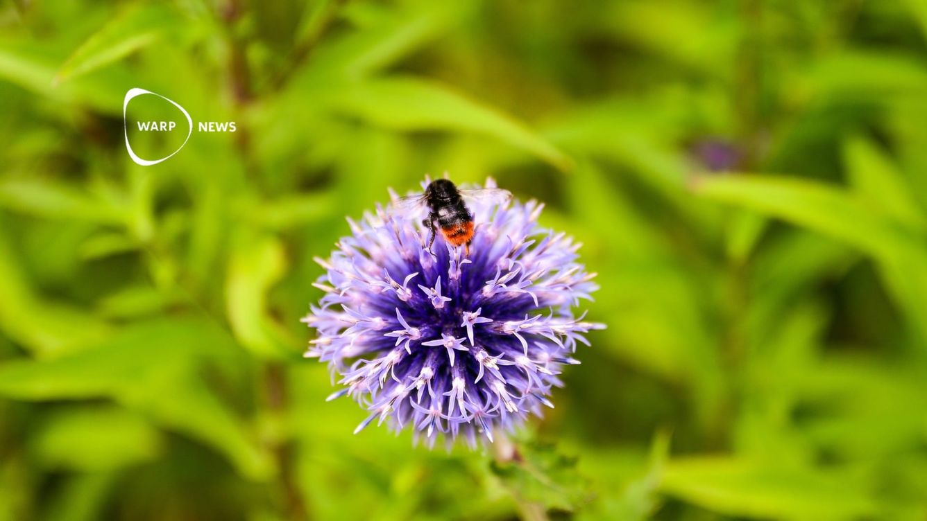 🐝 Insekter i Sverige har inte minskat, enligt ny studie