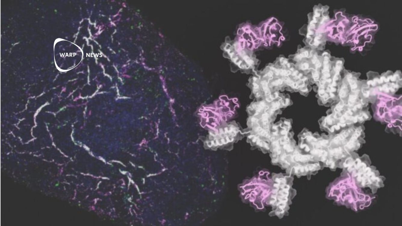 🦾 AI-designade proteiner fungerar i stamcellsstudie