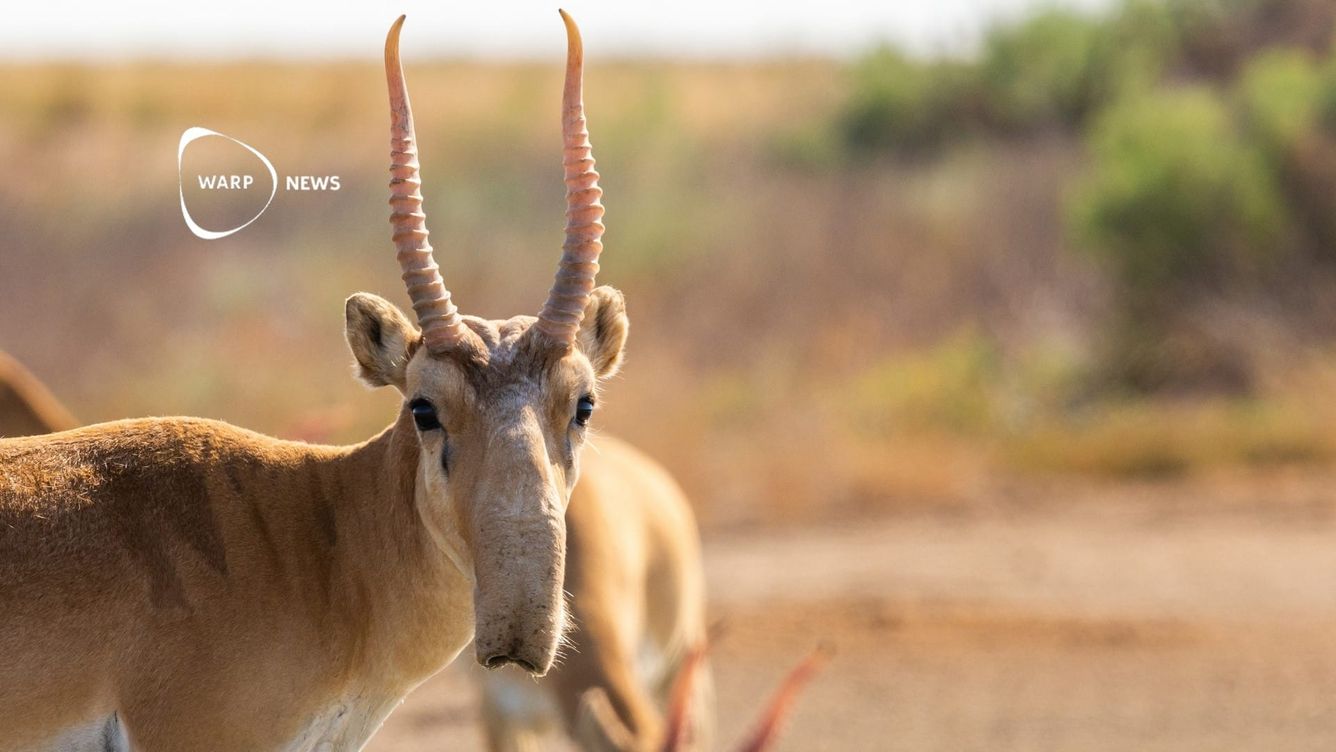 🦌 Saigaantilopen går från utrotningshotad till livskraftig