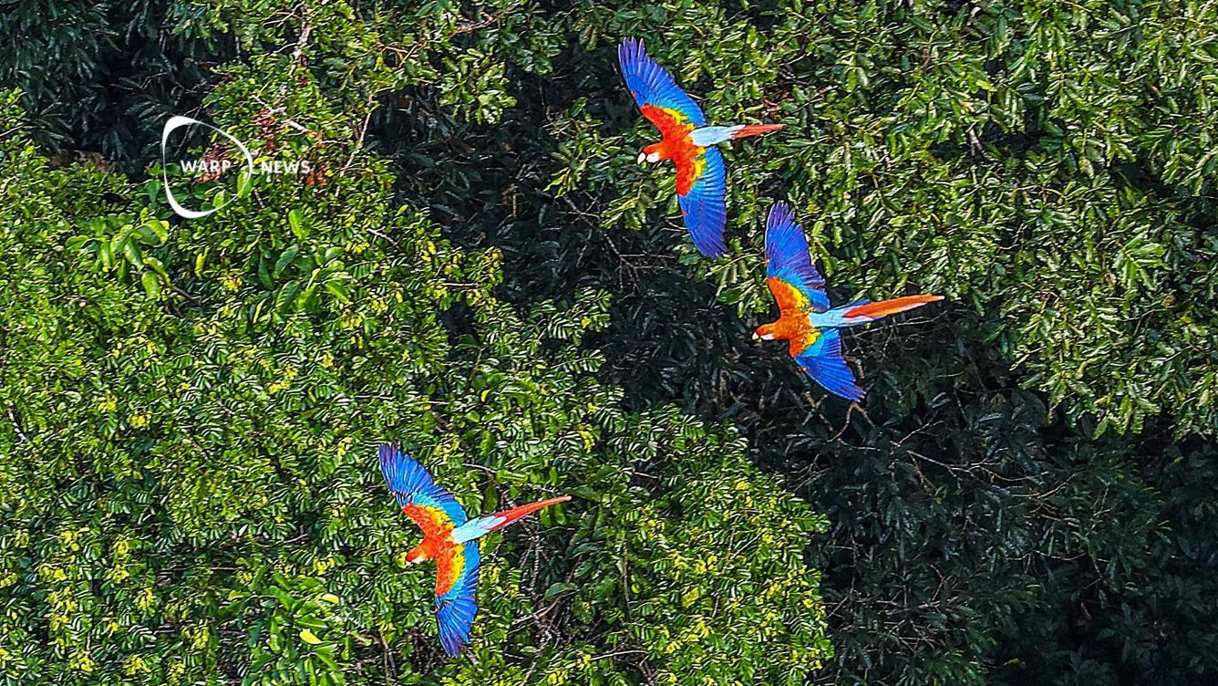 🌳 Avskogningen i Amazonas minskar med 30%