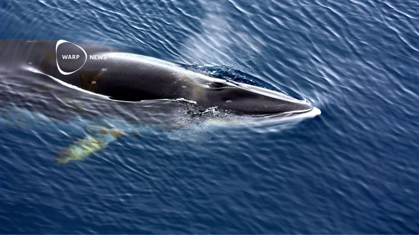 🐳 Återkomst av havsliv i Nordsjön
