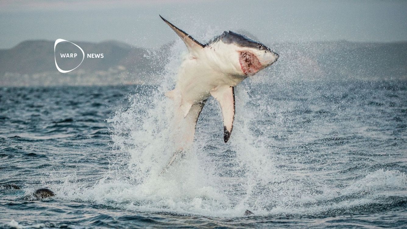 🦈 Hajangrepp minskade under 2024