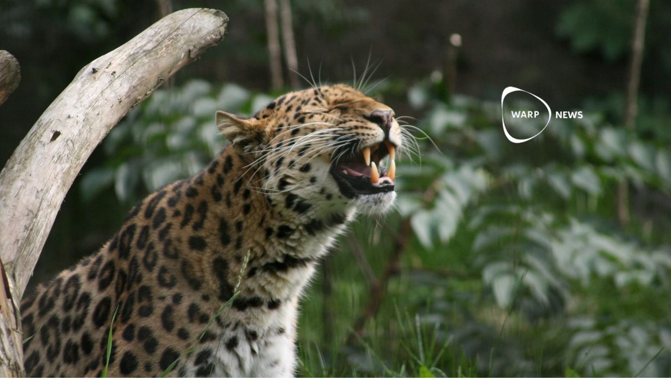 🐆 Utrotningshotade Amurleopardens population ökar till 130 individer