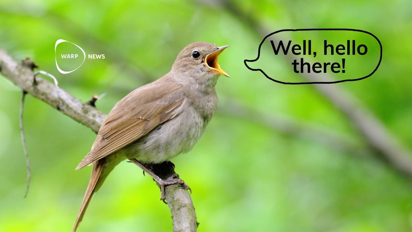 🦑 Med AI håller vi att lära oss förstå djurens språk